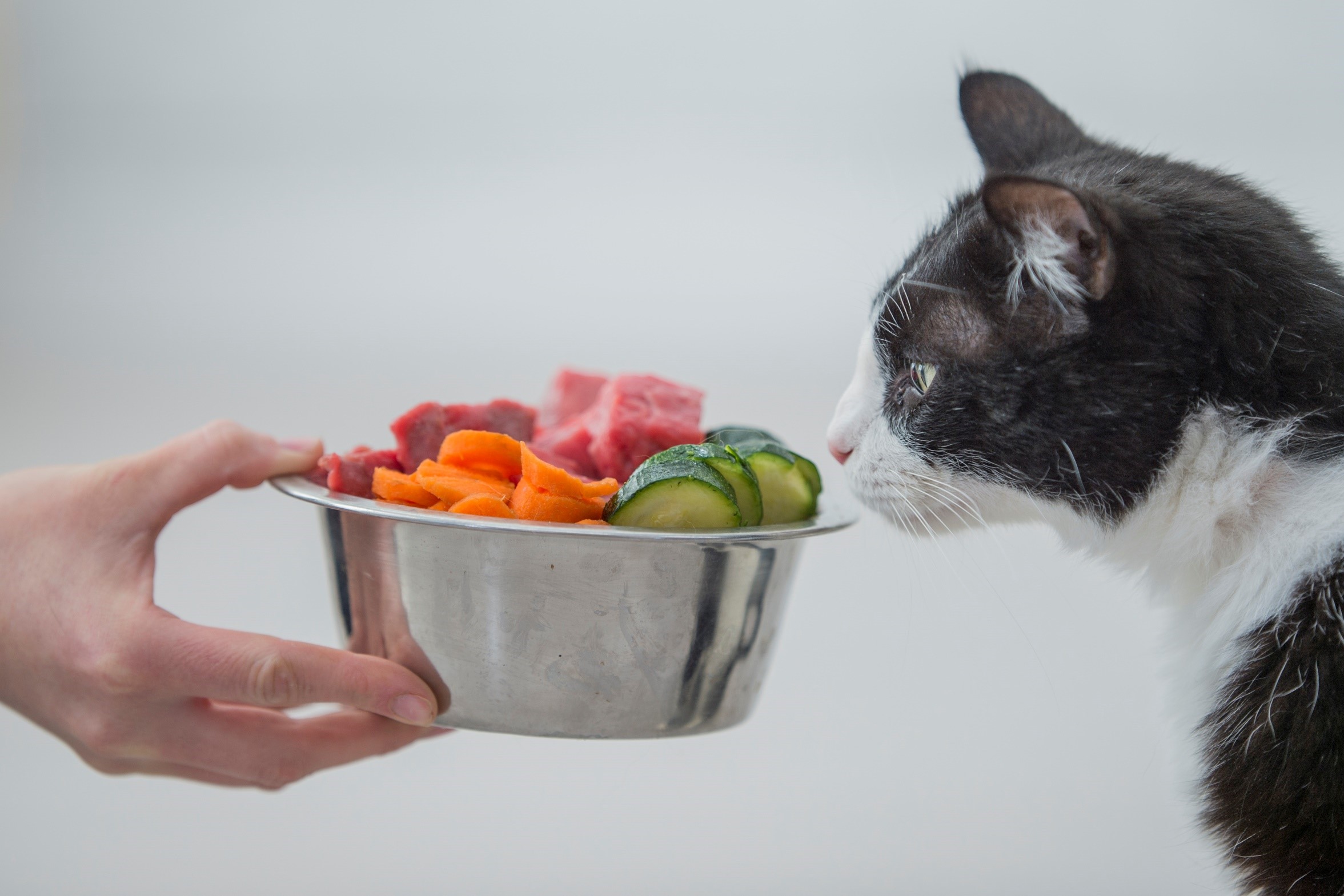 Quels aliments sont dangereux pour les chats ?
