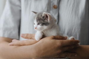 Adopter un chaton : les bonnes pratiques pour l’accueillir au mieux