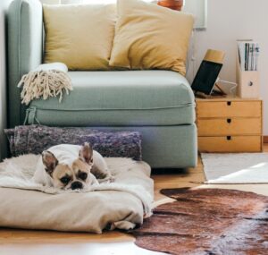 4 races de chiens adpatées à une vie en appartement