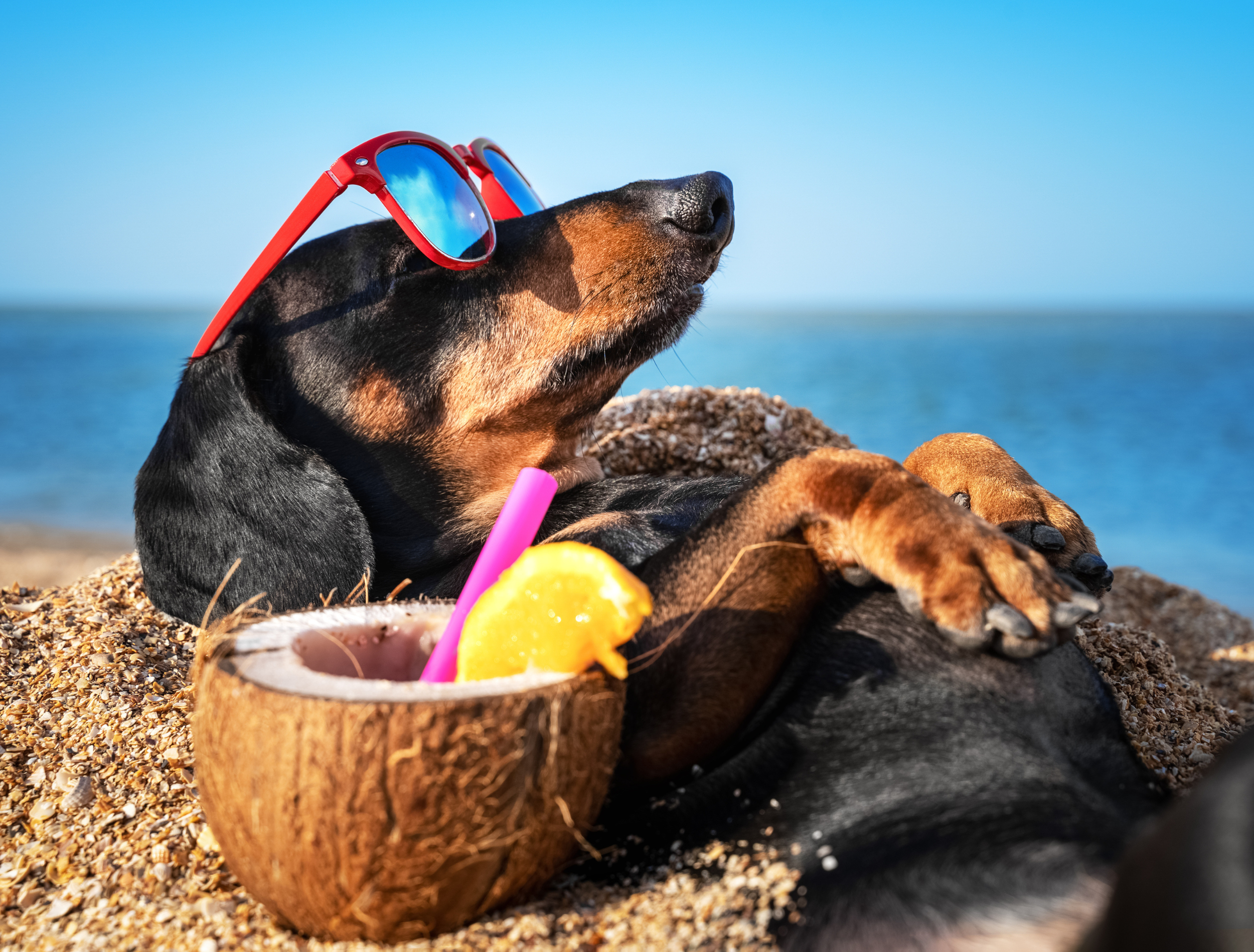 Ce qu’il faut absolument savoir avant de partir en vacances avec son chien