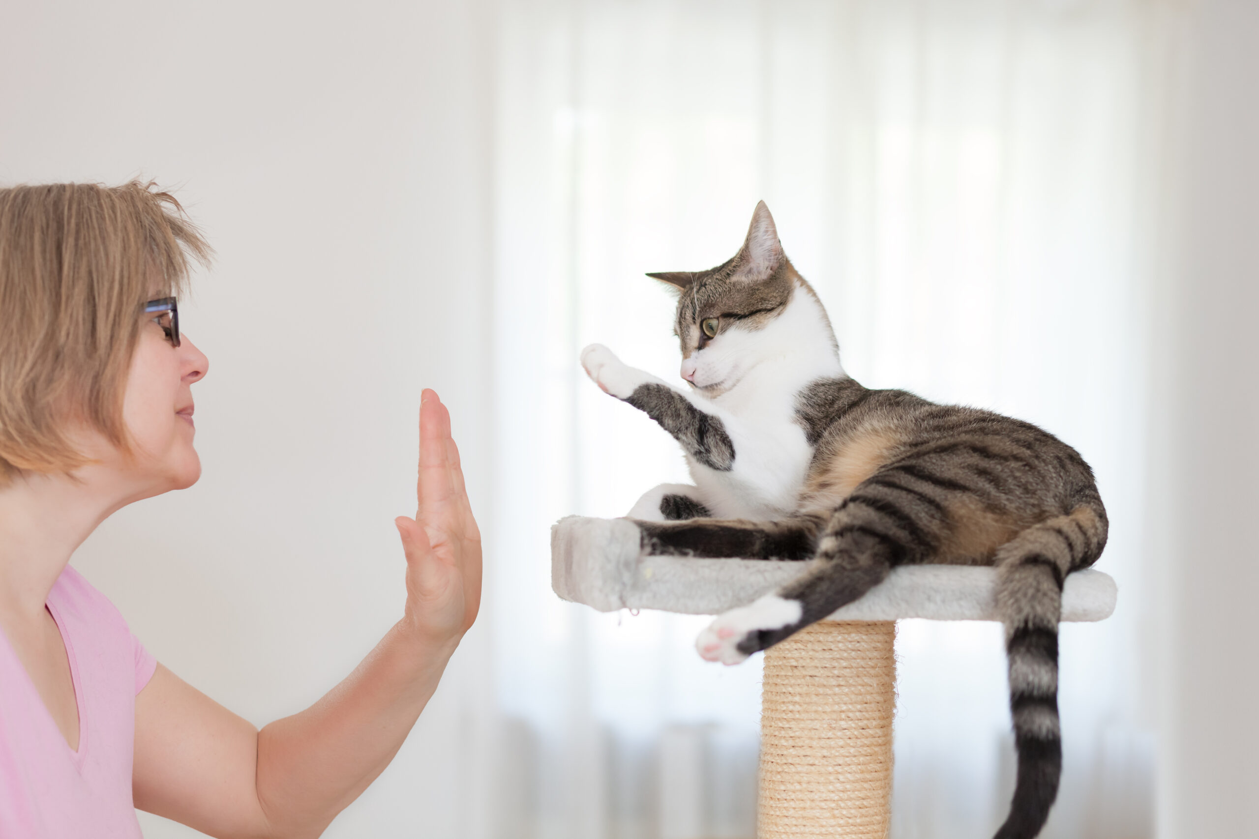 Cinq erreurs à éviter quand on éduque un chat