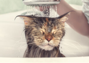 Faut-il laver son chat ?