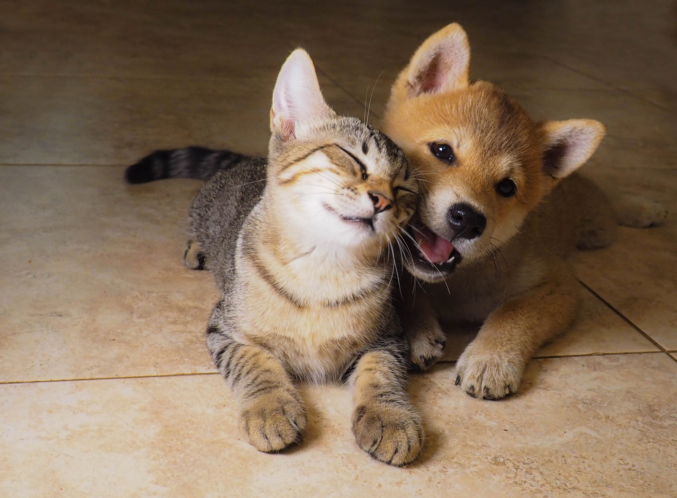 Cohabitation entre chien et chat : que faire pour que tout se passe bien ?