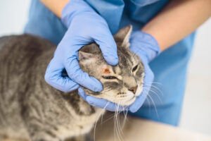 Veterinarian doctor is examining the skin disease of a cat