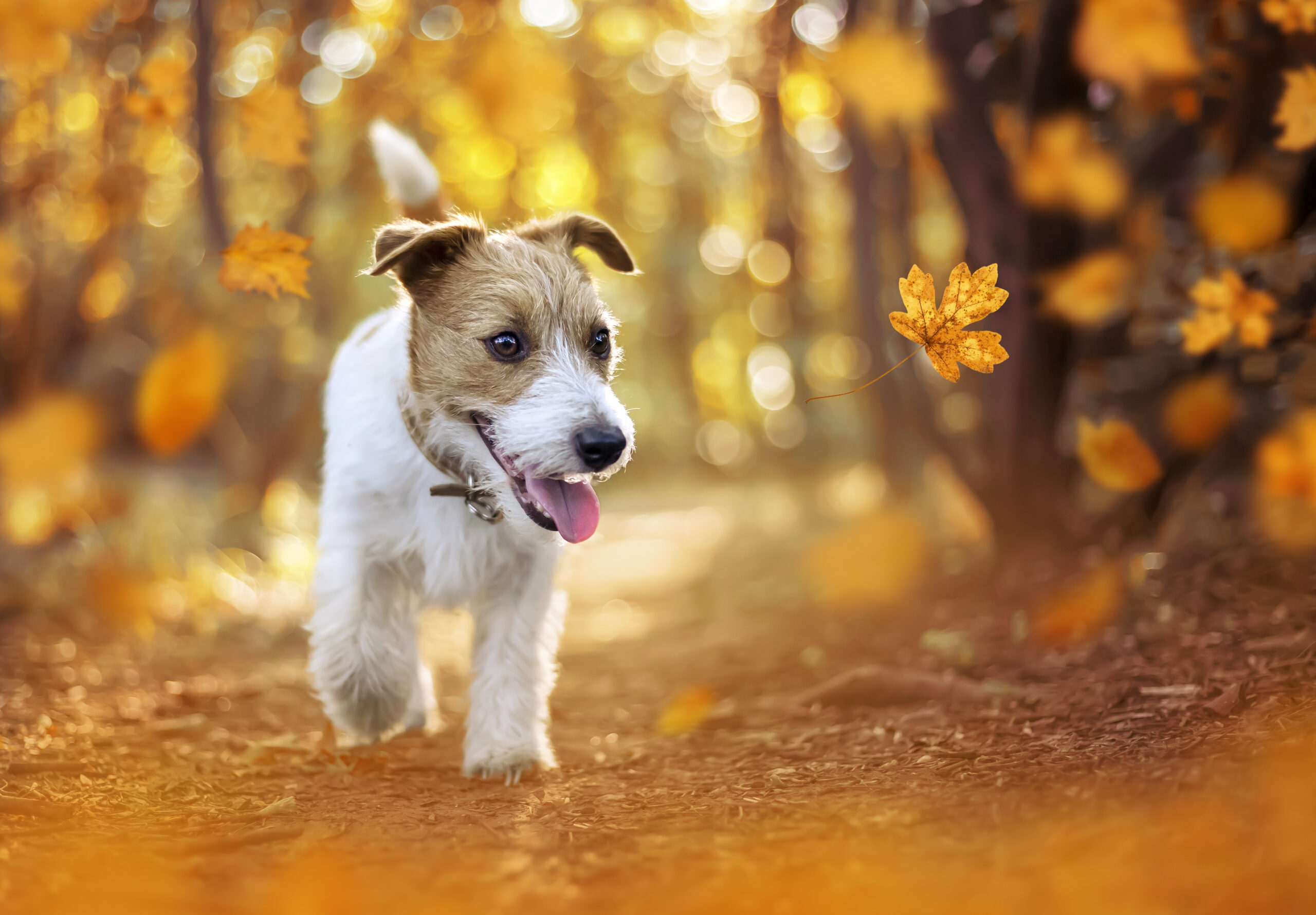 3 plantes d'automne toxiques pour les chiens