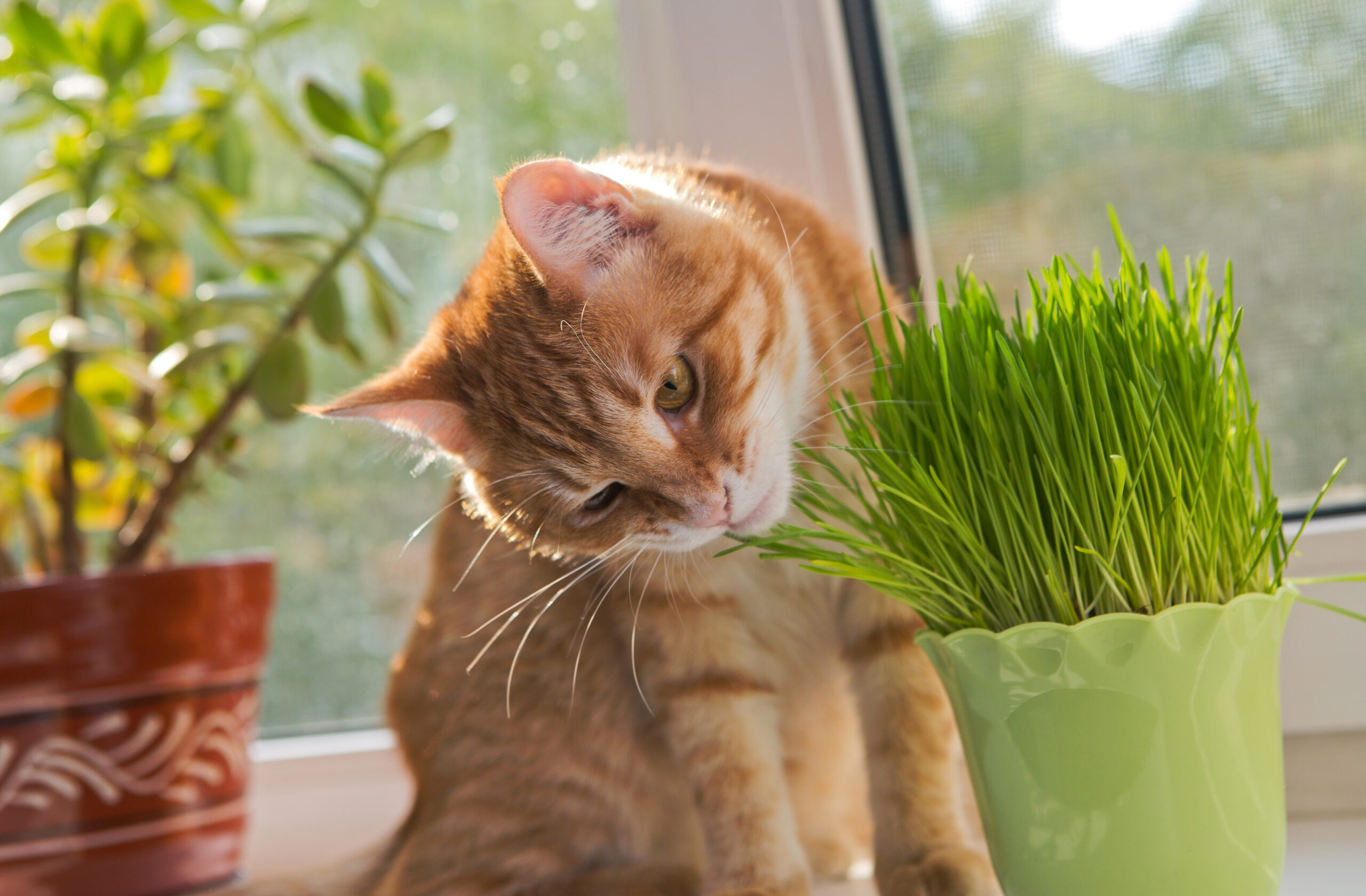 Tout savoir sur l’herbe à chat