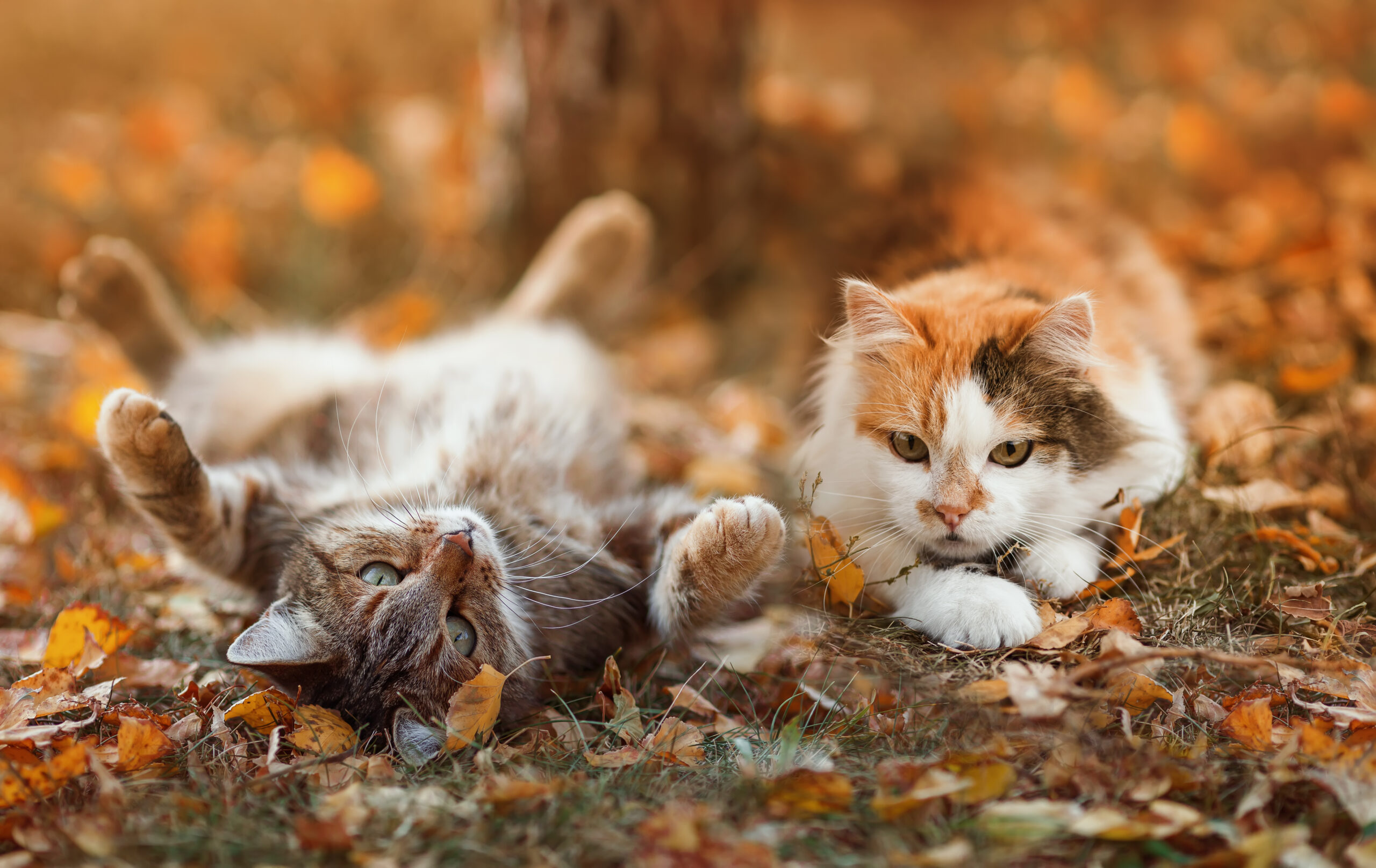 Cinq dangers de l’automne pour les chats