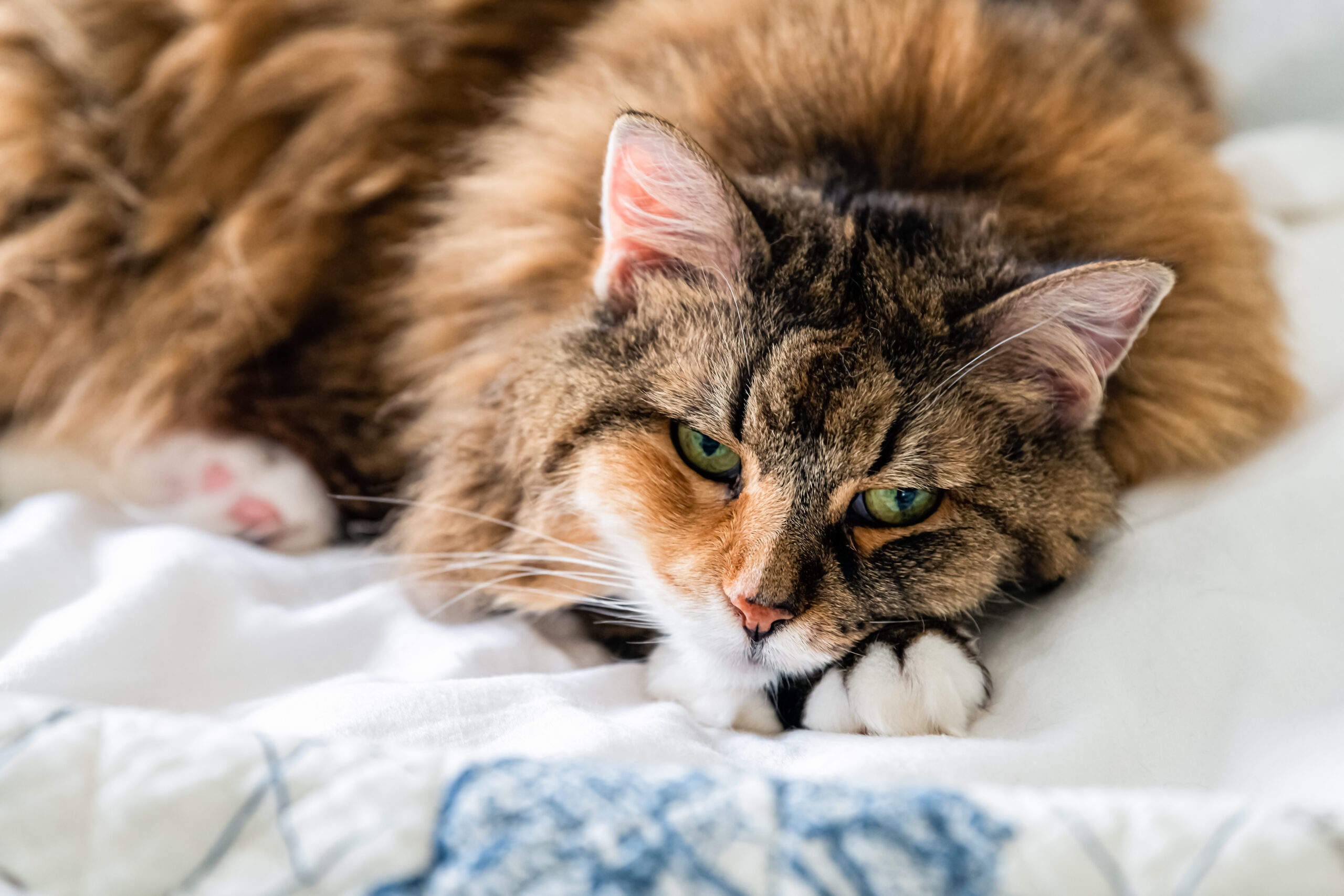 Arthrose du chat : quels sont les signes à surveiller