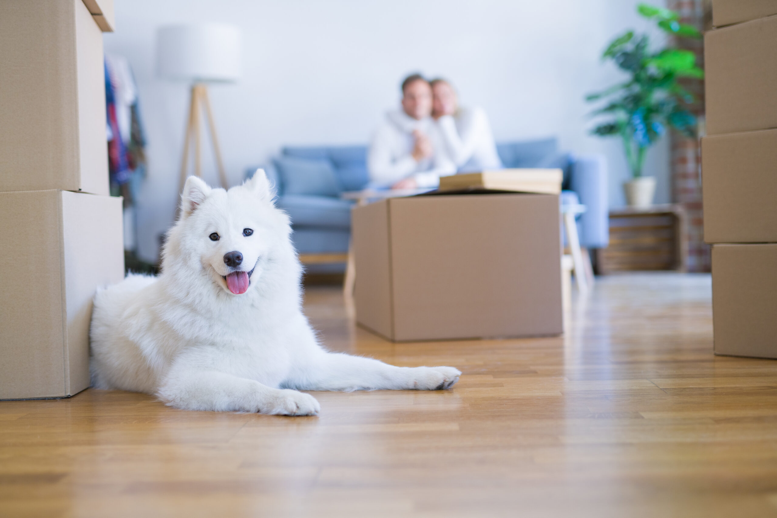 Comment habituer son chien à un déménagement ?