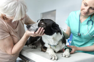 Comment calmer son chien lors d’une visite chez le vétérinaire ?