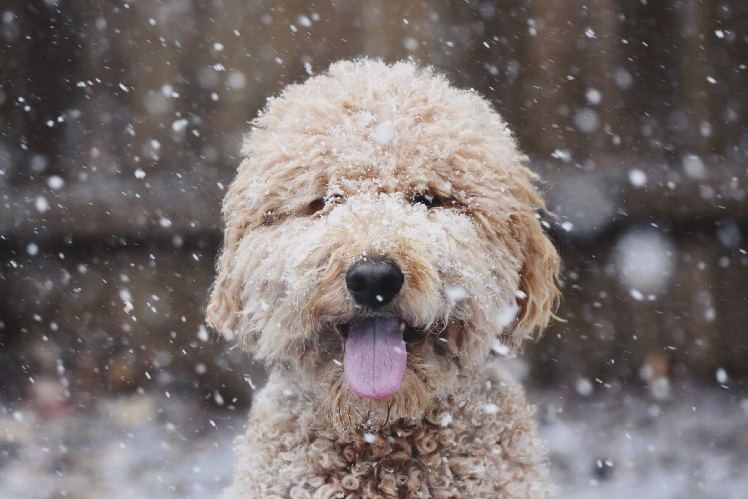 Faut-il changer l’alimentation du chien en hiver ?