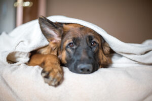 Quelles précautions à prendre pour éviter l’hypothermie chez le chien?
