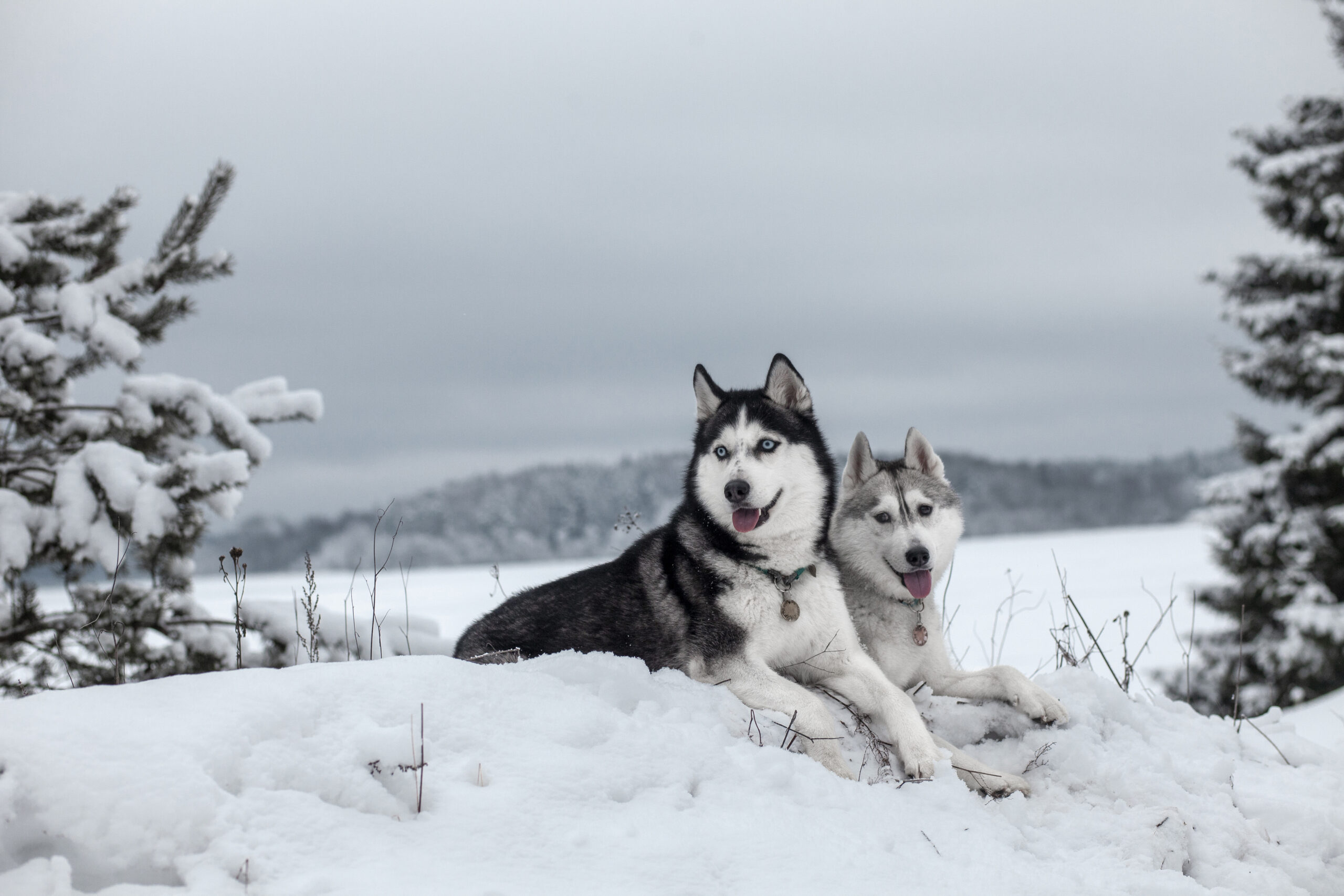 Quelles races de chiens supportent le mieux le froid?