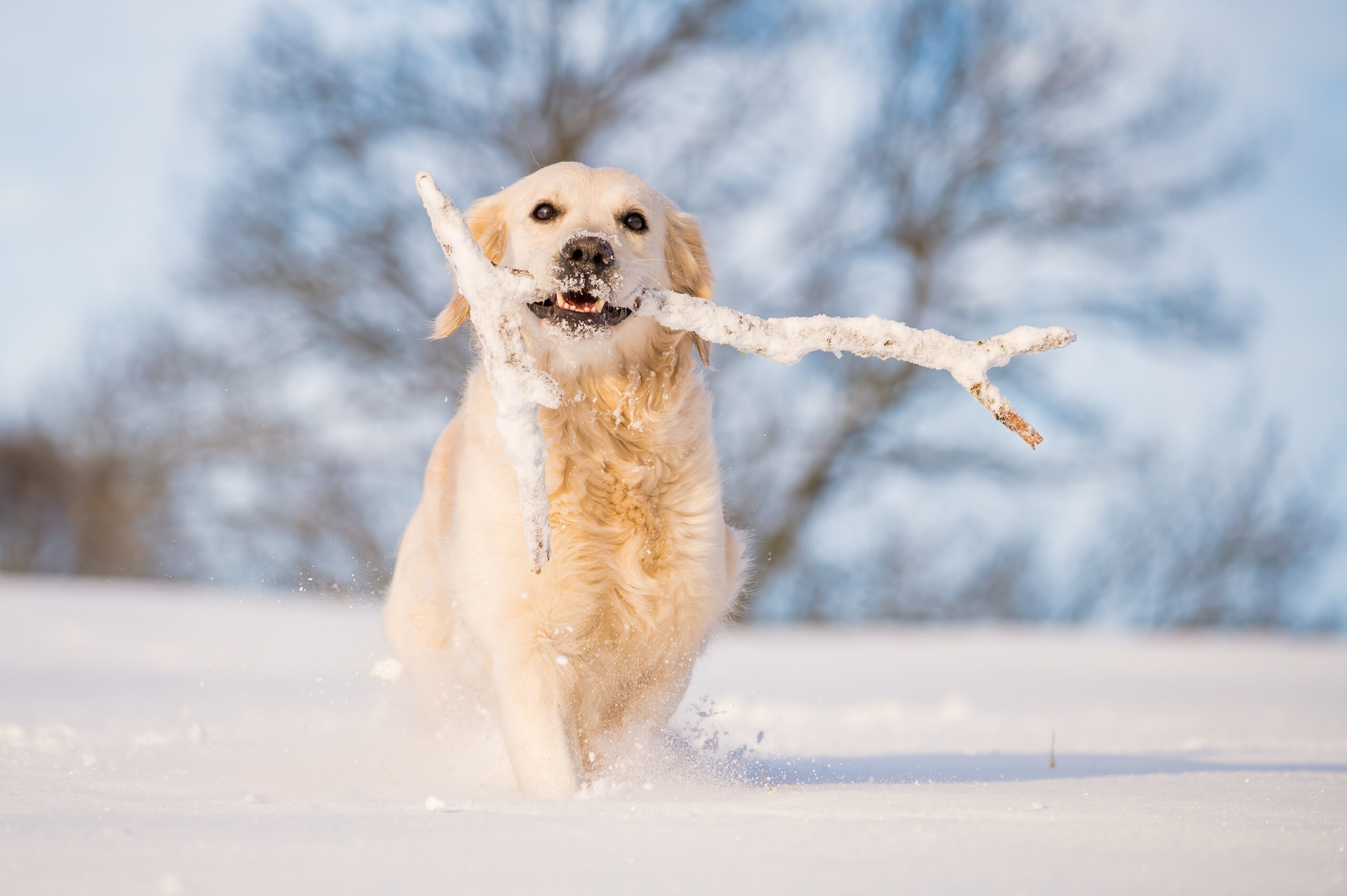 Qu’est-ce que la gastrite des neiges des chiens ?