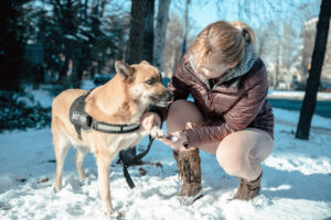 Comment protéger les coussinets du chien en hiver ?