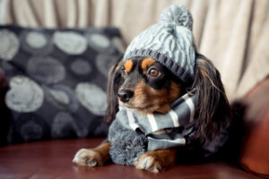Quels accessoires pour garder son chien au chaud ?