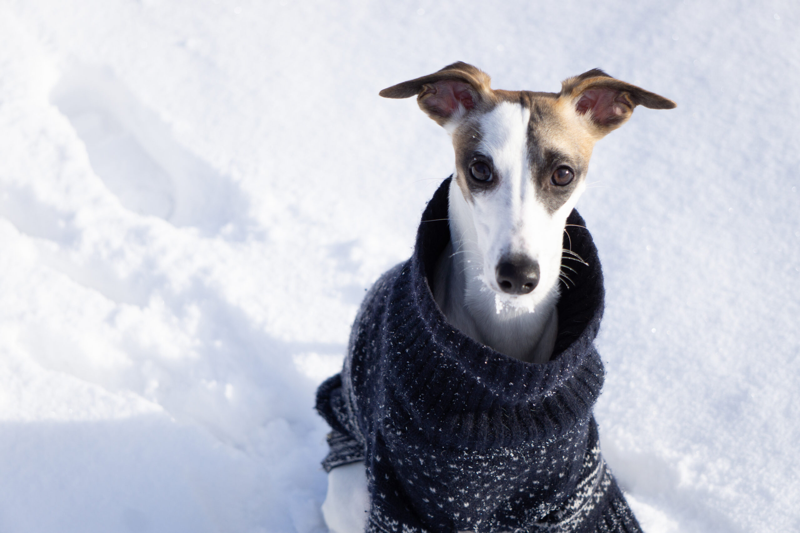 Quelles races de chiens supportent mal le froid ?