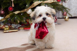 Quels cadeaux de Noël pour son chien?
