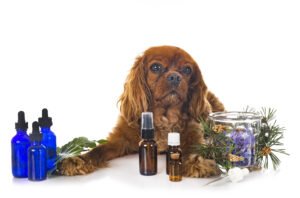 Peut-on utiliser des huiles essentielles sur son chien ? 
