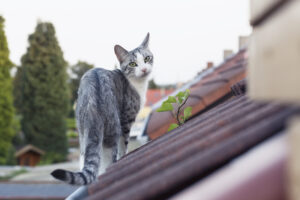 Que faire si mon chat se rend toujours chez le voisin?