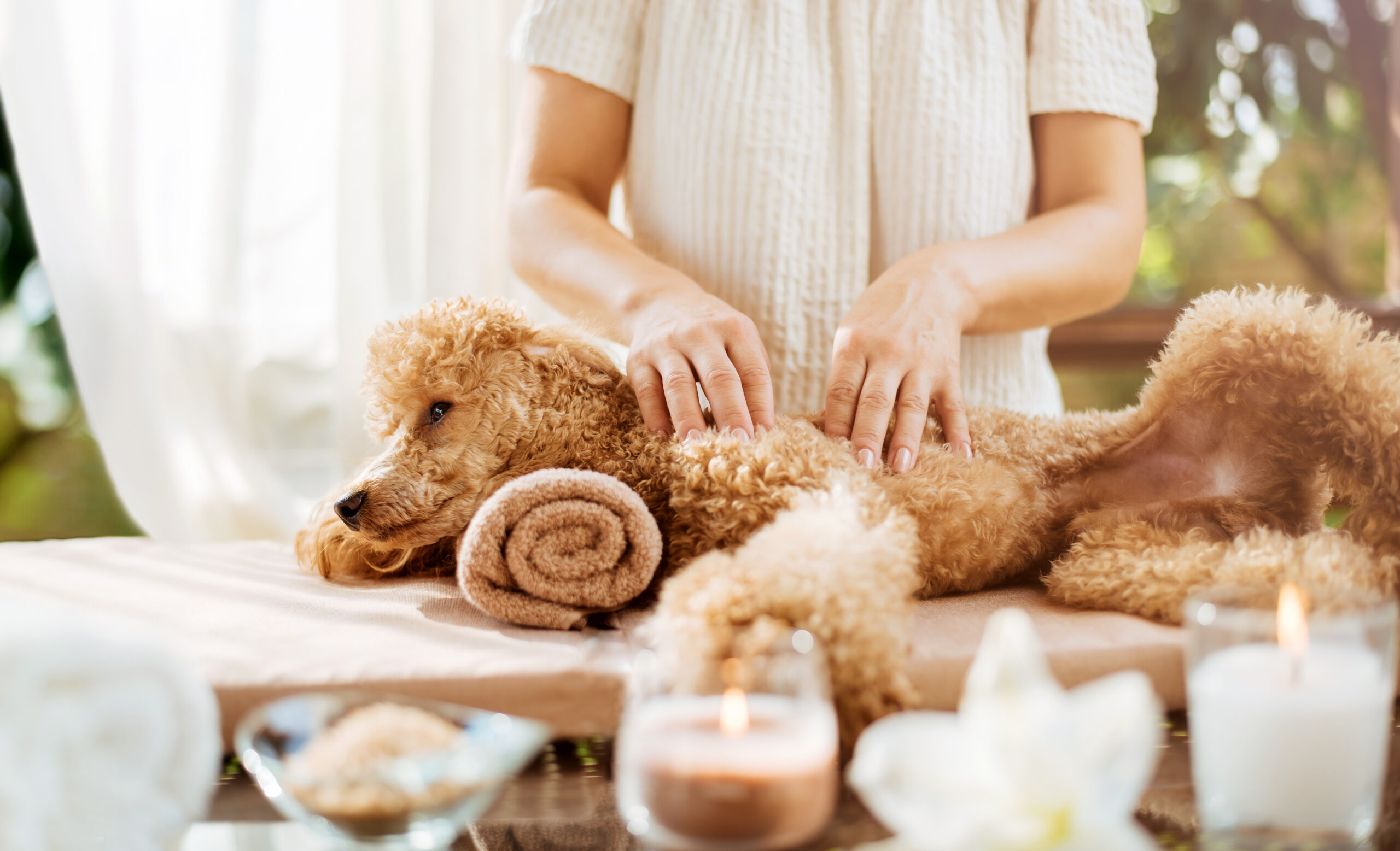 Les bienfaits du massage canin