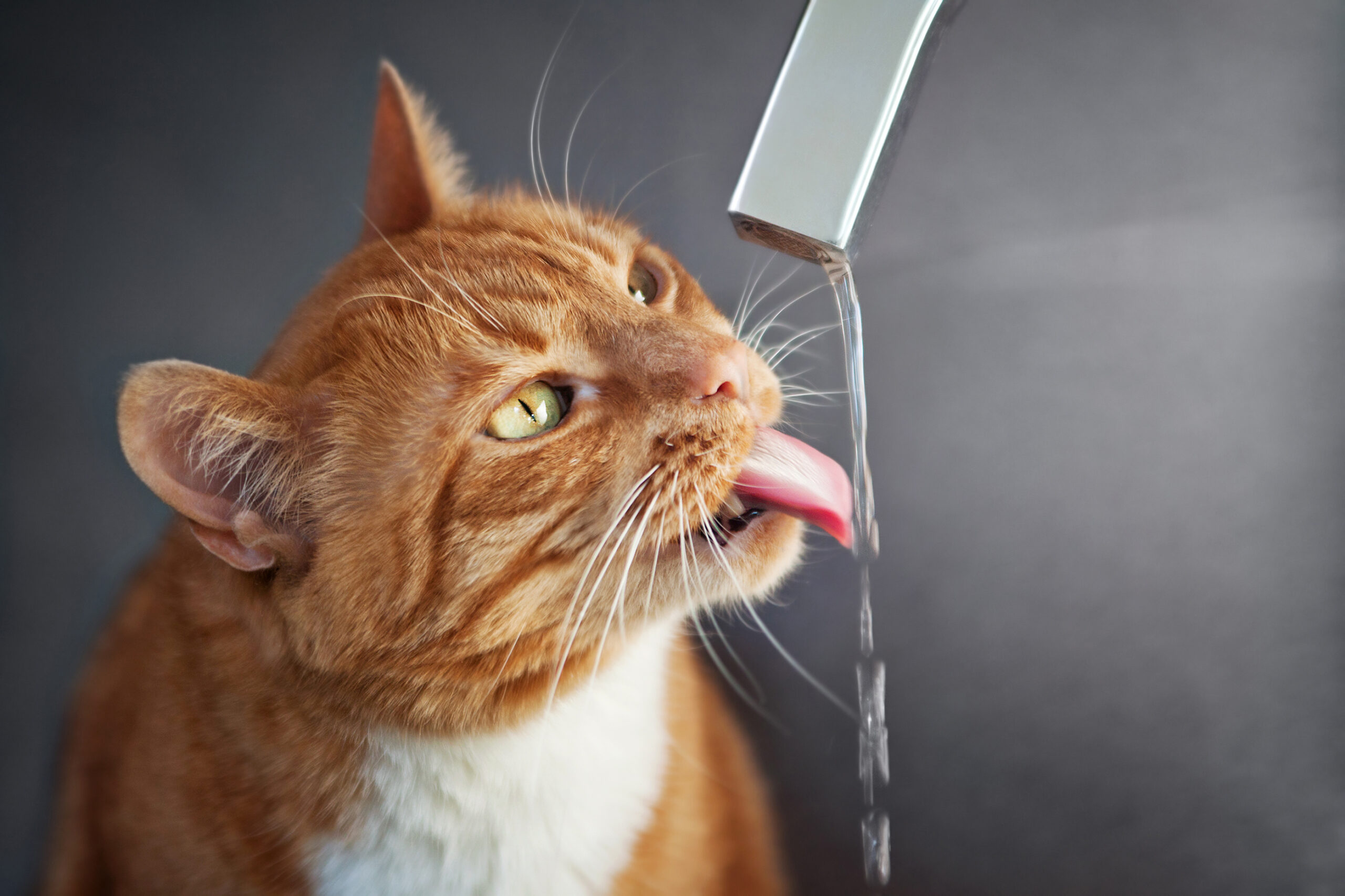 Les dangers de la déshydratation chez le chat