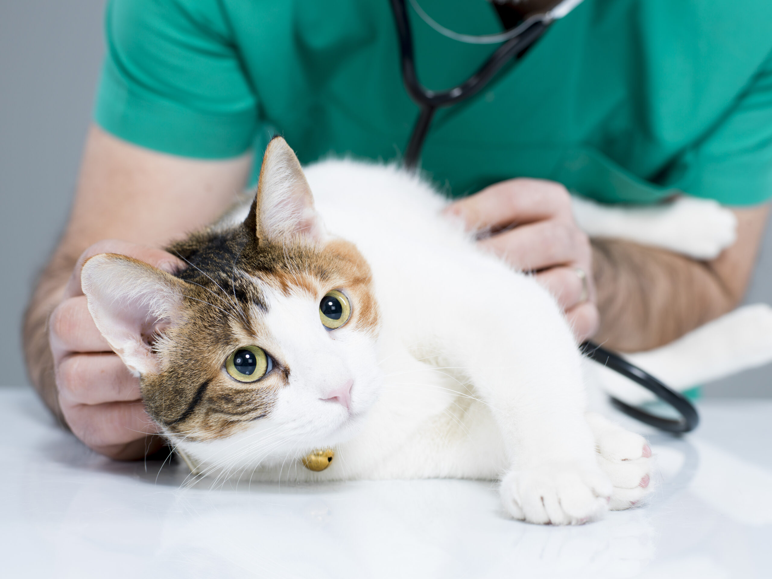 Qu’est-ce que le prolapsus chez le chat ?