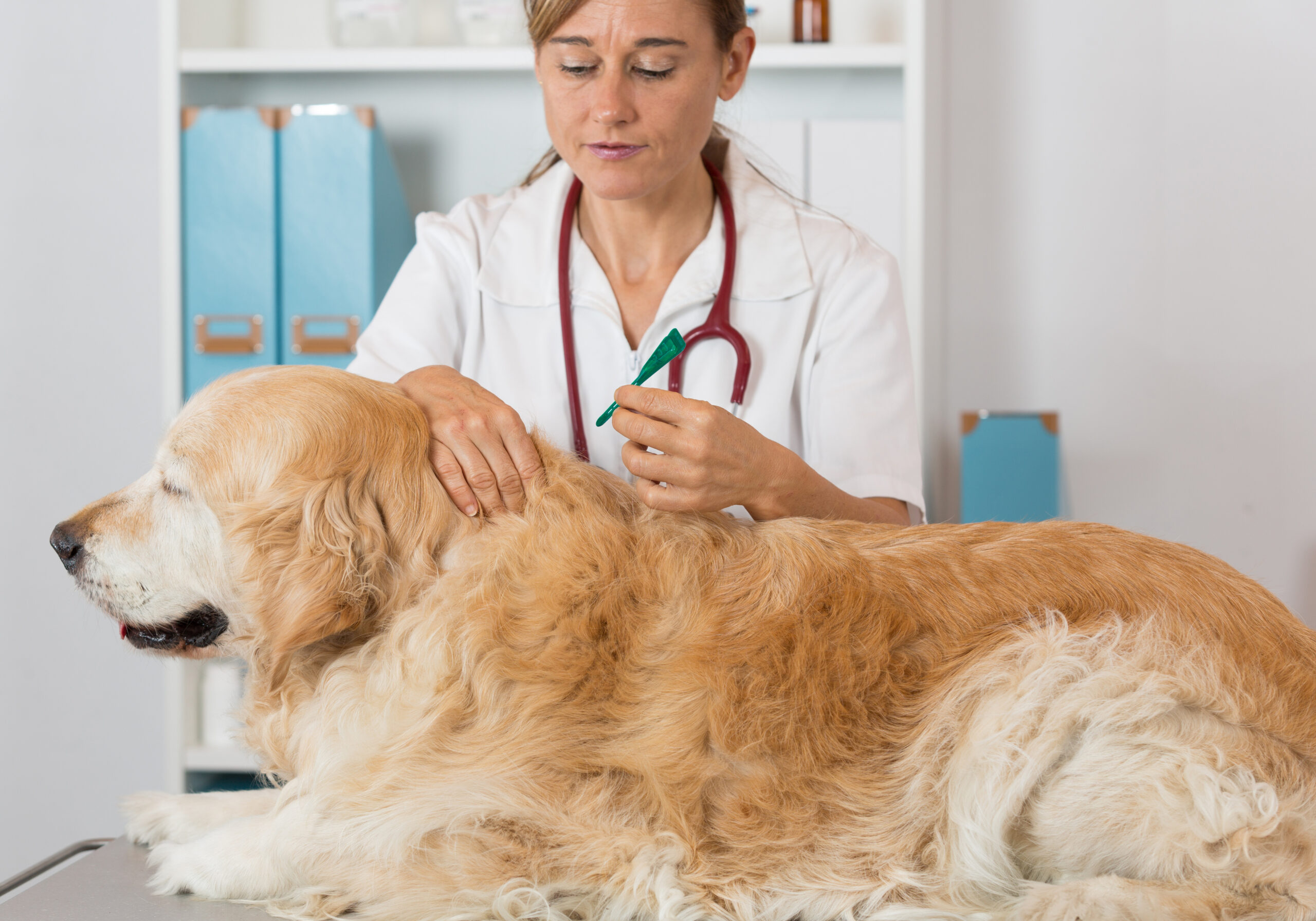 Leishmaniose chez le chien : quels symptômes et comment la prévenir ?