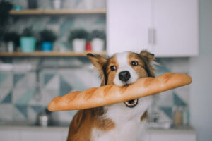 Peut-on donner du pain à son chien?