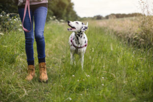 Peut-on promener son chien sans laisse ?
