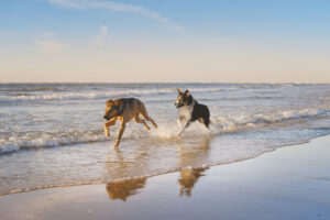 Emmener son chien à la plage : 6 conseils pour une journée réussie
