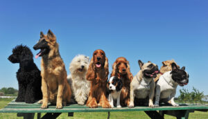 Journée internationale du chien : célébrons nos fidèles compagnons canins