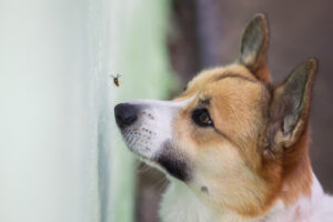 Piqûres d’abeilles et de guêpes chez le chien : comment agir ?