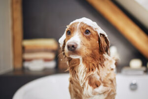 Comment laver son chien et avec quoi ?