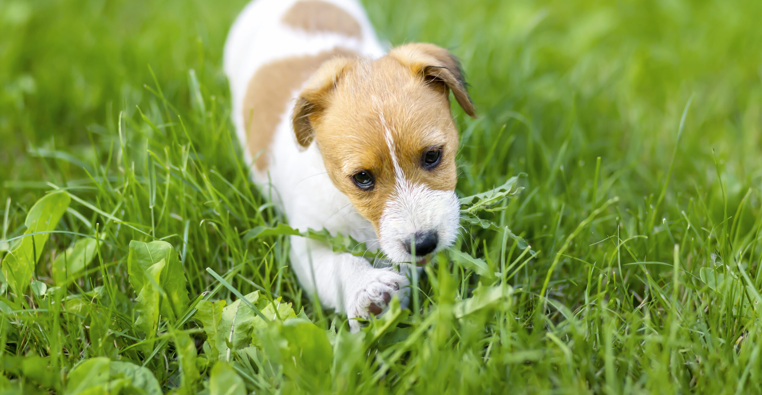 Pourquoi mon chien mange de l’herbe ?