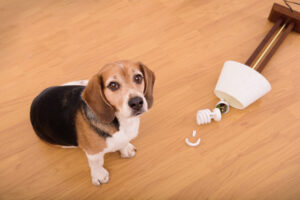 Les principales causes d’accidents domestiques chez le chien
