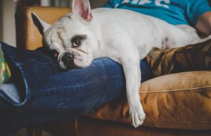 Comment gérer l’hyperattachement du chien ?