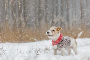 Combien de fois sortir son chien en hiver ?