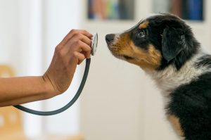 Les chiens peuvent-ils sentir le cancer ?