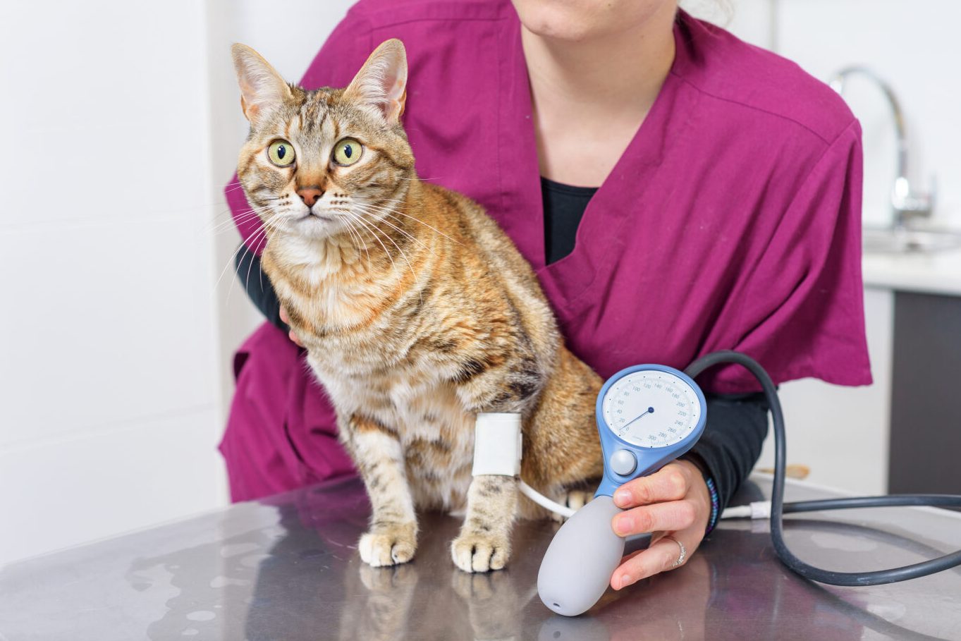 L’hypertension chez les chats : symptômes, causes, prévention