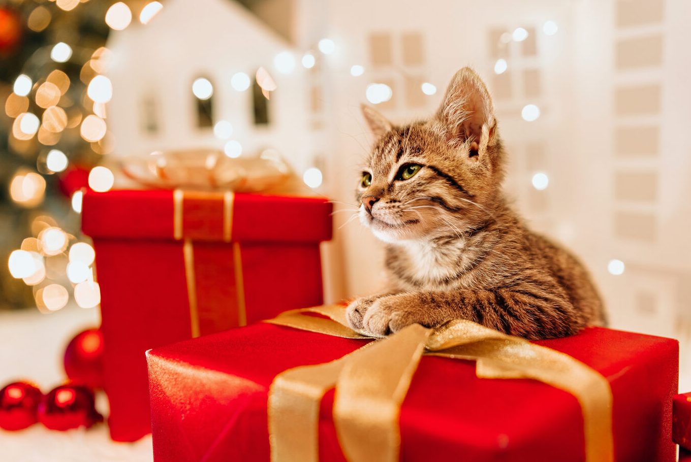 Quels cadeaux de Noël pour mon chat ?