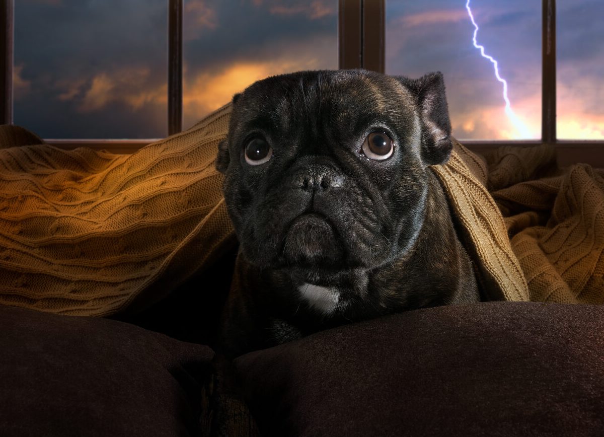 Mon chien a peur de l’orage : comment le calmer ?