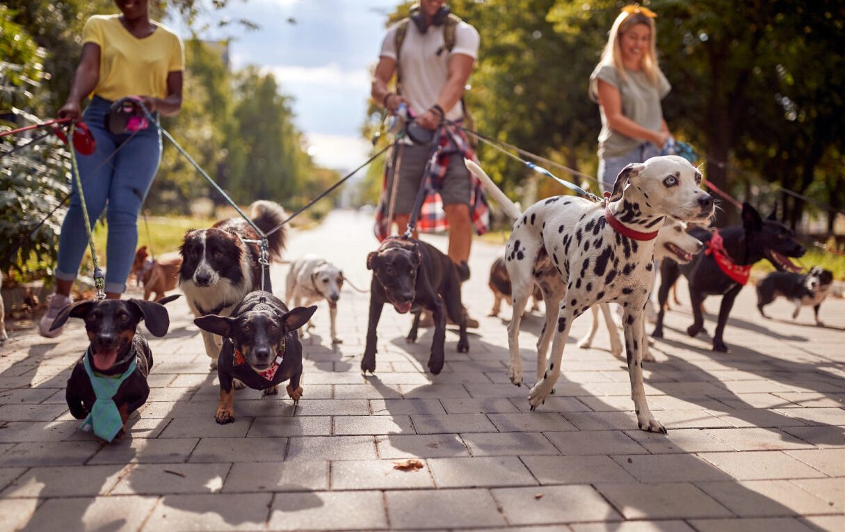 Dalmatien, pitbull, caniche… Cinq préjugés sur les races de chien