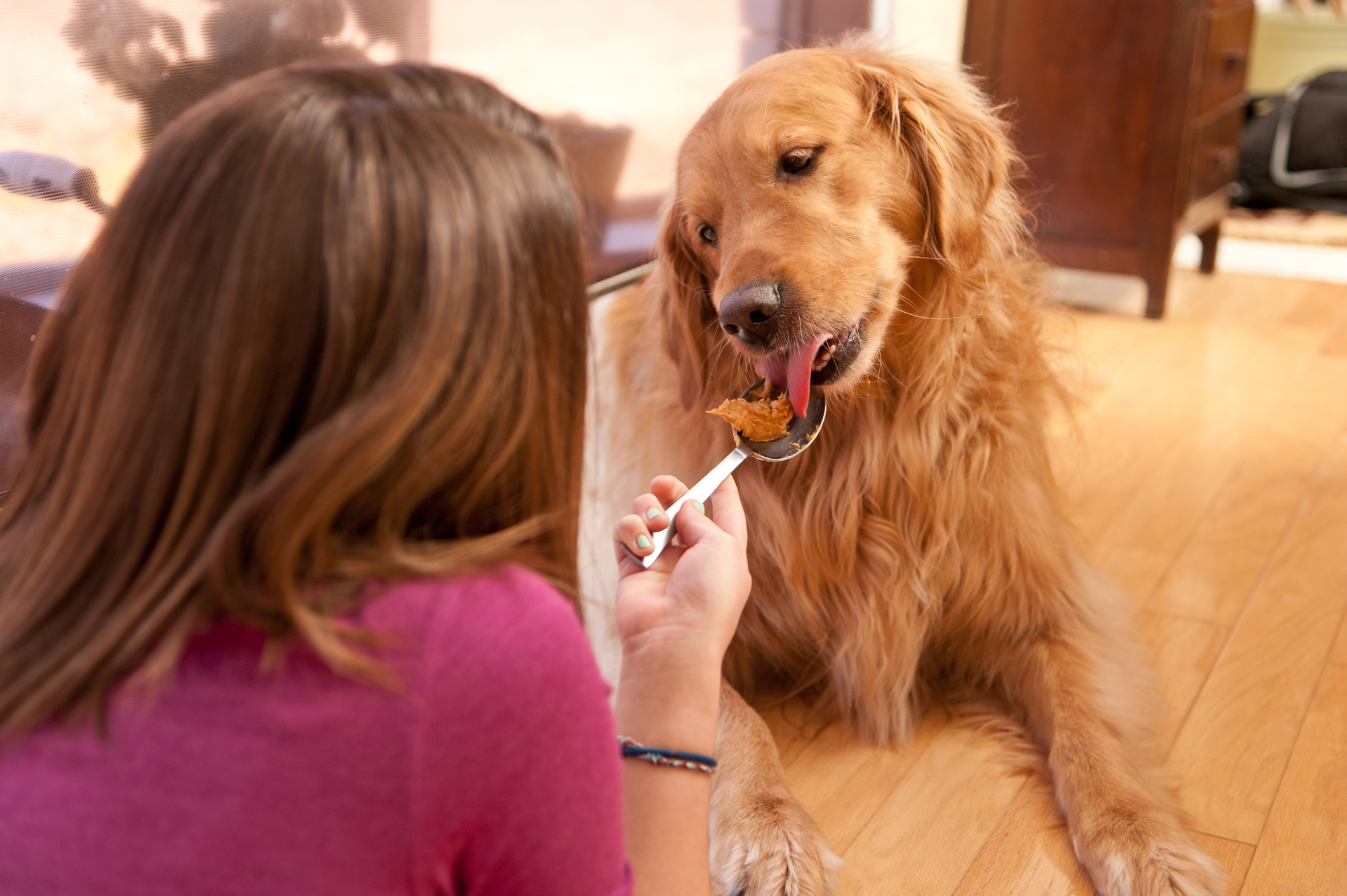 Beurre de cacahuète et chiens : les précautions à prendre