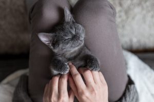 Les bienfaits du massage pour les chats