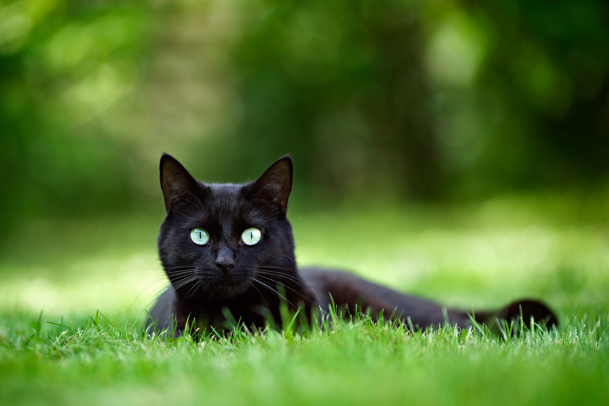 Pourquoi les chats noirs ont-ils une mauvaise réputation ?