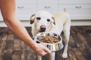 Quelle quantité de nourriture donner à mon chien ?
