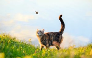 Quels sont les risques qui guettent le chat au printemps ?