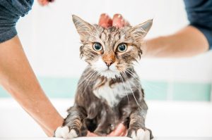 Est-il utile de laver un chat et comment lui donner un bain ?