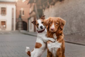 L’amitié entre chiens existe-t-elle ?